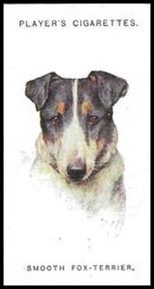 41 Smooth Fox Terrier